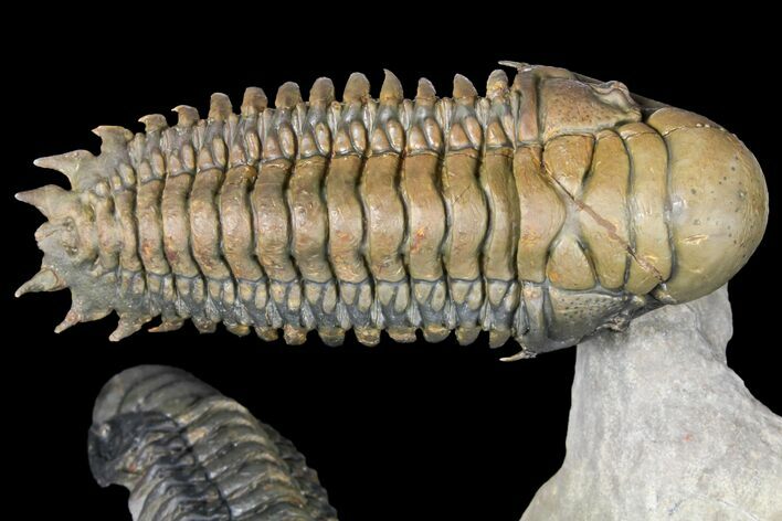 Two, Large, Crotalocephalina Trilobites - Flying Preparation